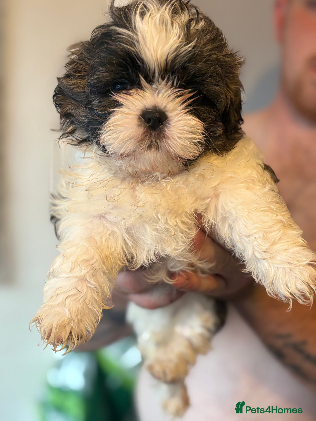 Shih Tzu dogs for sale: 4 Shih tzu girls  - Image 24
