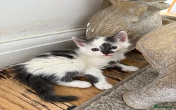 Mixed Breed cats for sale: 4 kittens ready to be homed - Image 2