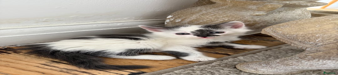 Mixed Breed Kitten 2