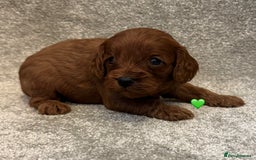 Cavapoo dogs for sale: Fully health tested Cavapoo pups🐶🎅 **   - Advert 5