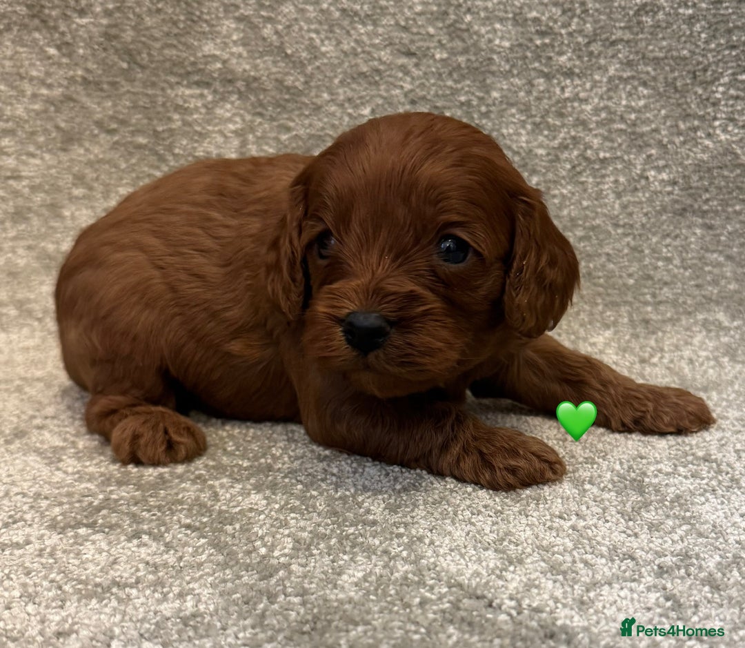 Cavapoo dogs for sale: Fully health tested Cavapoo pups🐶🎅 **   - Advert 5