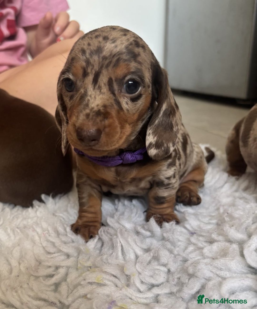 Miniature Dachshund dogs for sale: BEAUTIFUL MINIATURE DACHSHUNDS PUPPIES - Image 4