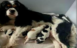 Cavalier King Charles Spaniel dogs for sale: King Charles cavalier last boys - Image 5