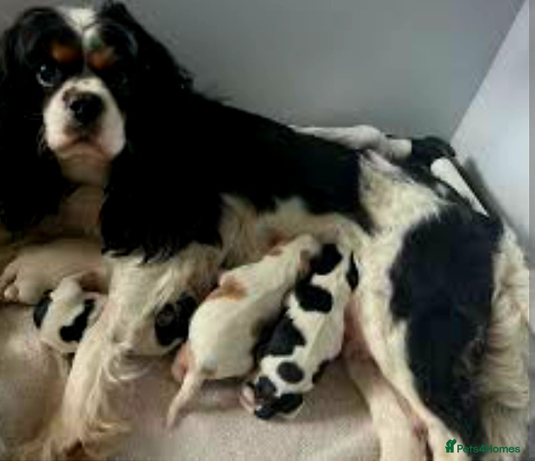 Cavalier King Charles Spaniel dogs for sale: King Charles cavalier last boys - Image 5