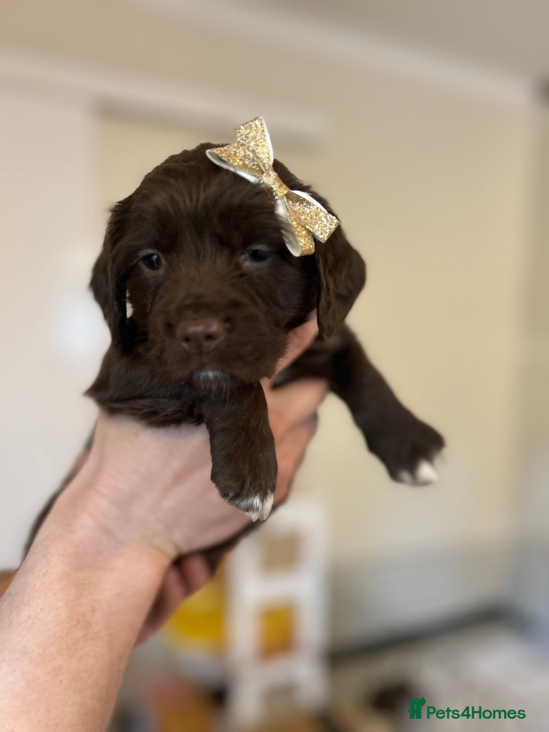 Sprocker dogs for sale: ** F1B SPROCKERS ** - Advert 7