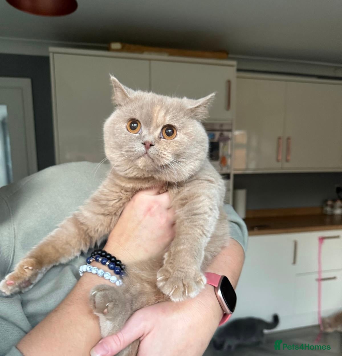 British Shorthair cats Pedigree British shorthair kittens ready now! - Advert 2