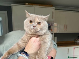 British Shorthair cats Pedigree British shorthair kittens ready now! - Advert 2