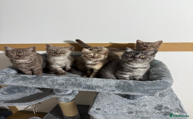 British Shorthair cats - Advert 15
