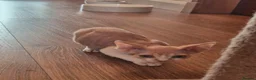 Devon Rex cats for sale: Devon Rex Kittens - Advert 3