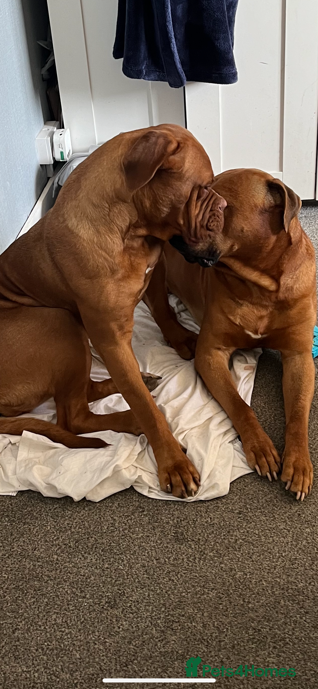 Mixed Breed dogs for sale: Adorable big chunky puppies - Advert 7