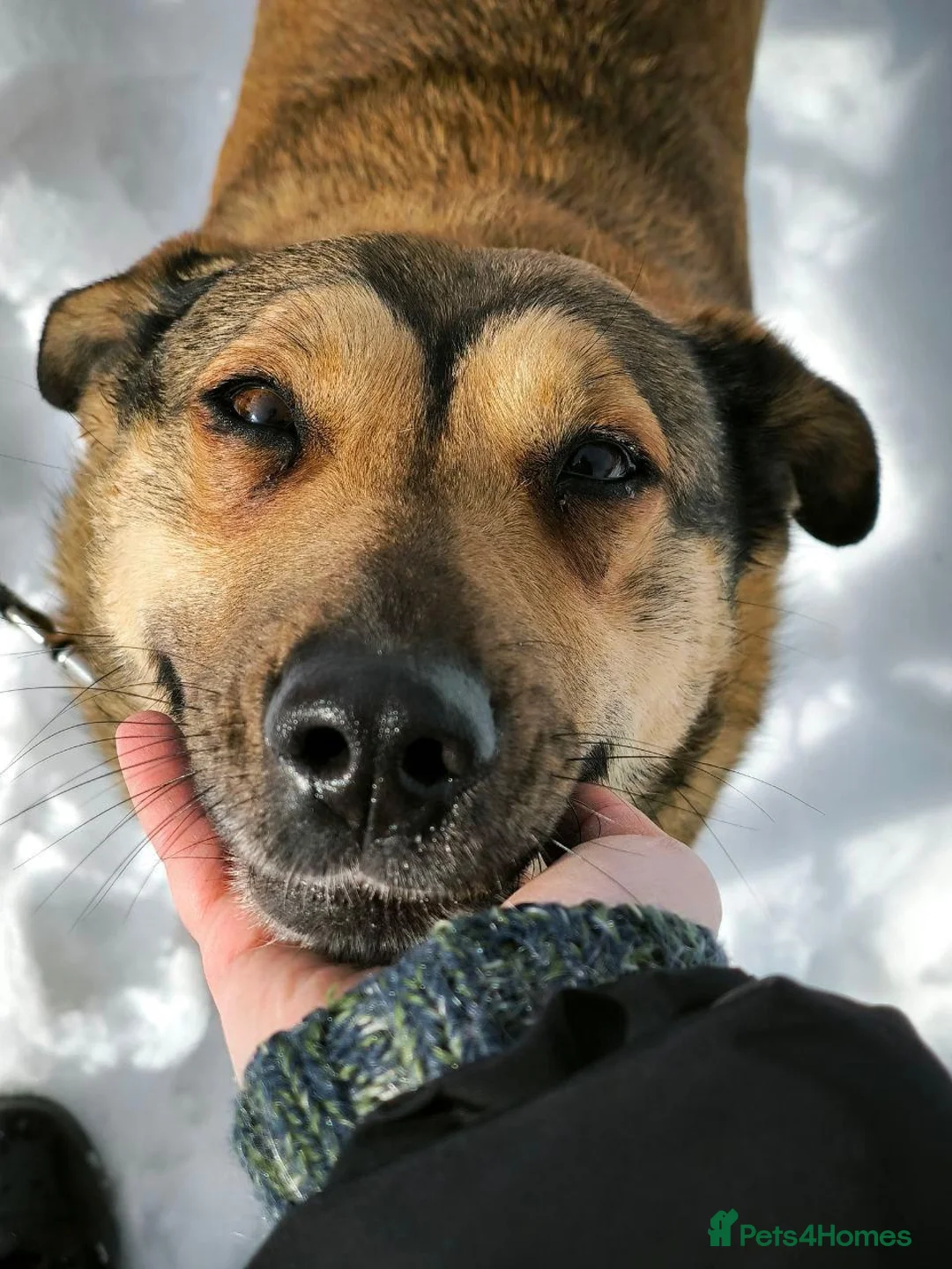 Mixed Breed dogs for adoption: ❤️LUCY❤️- A Golden Heart Behind a Simple Look in Oxford - Advert 19