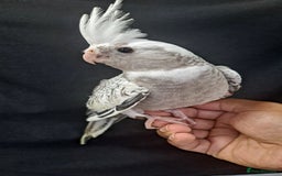 Cockatiels birds for sale: Silly hand tamed baby cockatiels for sale  - Image 16