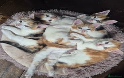 Domestic Shorthair cats for sale: Beautiful family raised kittens  - Image 7