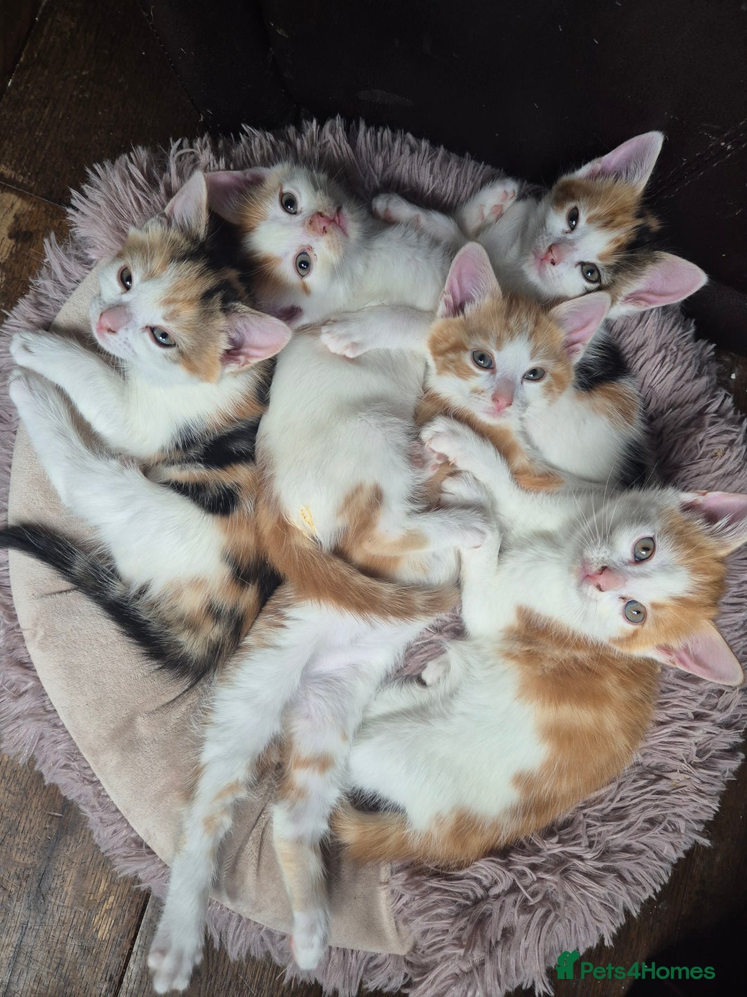 Domestic Shorthair cats for sale: Beautiful family raised kittens  - Image 7