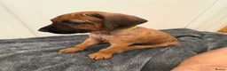 Rhodesian Ridgeback dogs for sale: Rhodesian Ridgeback puppies in Walsall - Advert 8