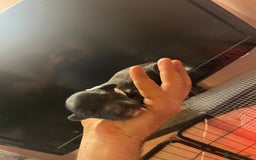 Mixed Breed dogs for sale: Cocker Collie puppies  - Image 11
