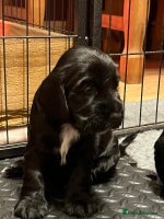 Cocker Spaniel dogs 4 cocker spaniel puppies, mum and dad family pets - Advert 5