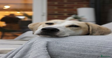 Mixed Breed dogs - Advert 2