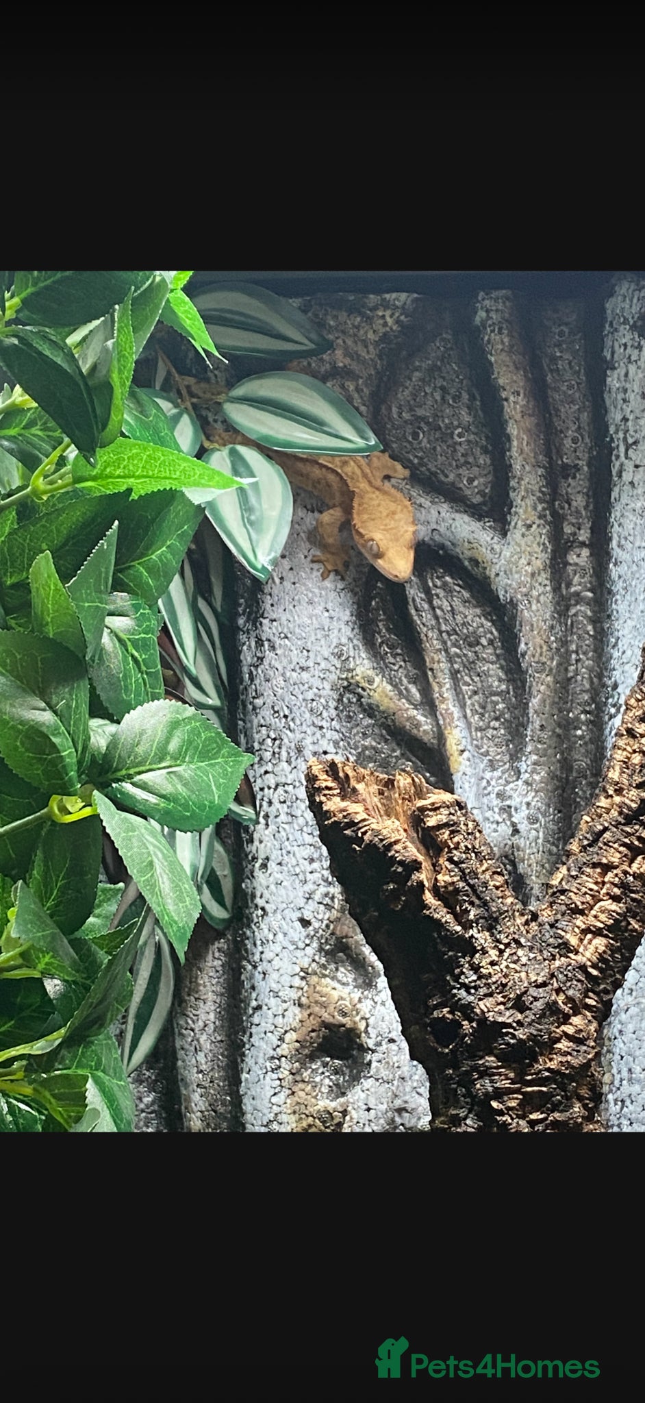 Gecko reptiles Crested Gecko, female  - Advert 6