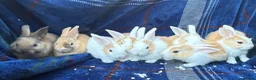 Mini Lop rabbits for sale: Mixed litter of lop x Dutch bunnies for sale - Advert 7