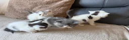 Exotic cats for sale: 4 exotic short hair boys for sale  - Advert 13