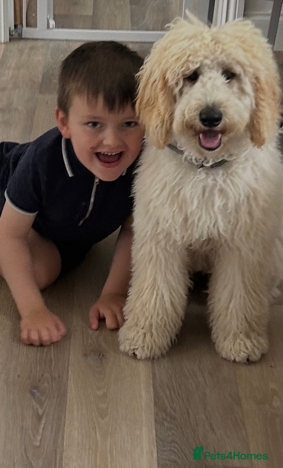 Australian Labradoodle dogs Beautiful, spoilt Austrian labradoodle puppies  - Advert 14