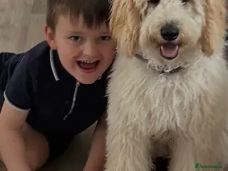 Australian Labradoodle dogs Beautiful, spoilt Austrian labradoodle puppies - Advert 14