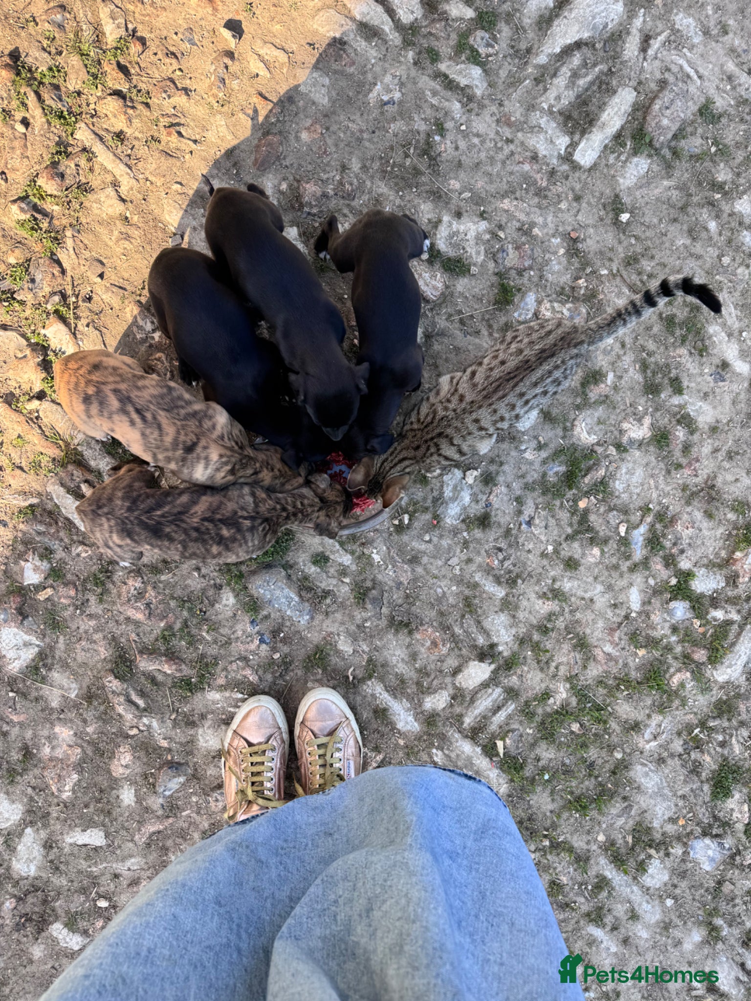 Mixed Breed dogs Whippet x 1/4 lurcher puppies for sale. - Advert 2