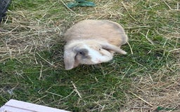 Mini Lop rabbits for sale: Beloved mini lops looking for new homes  - Image 4
