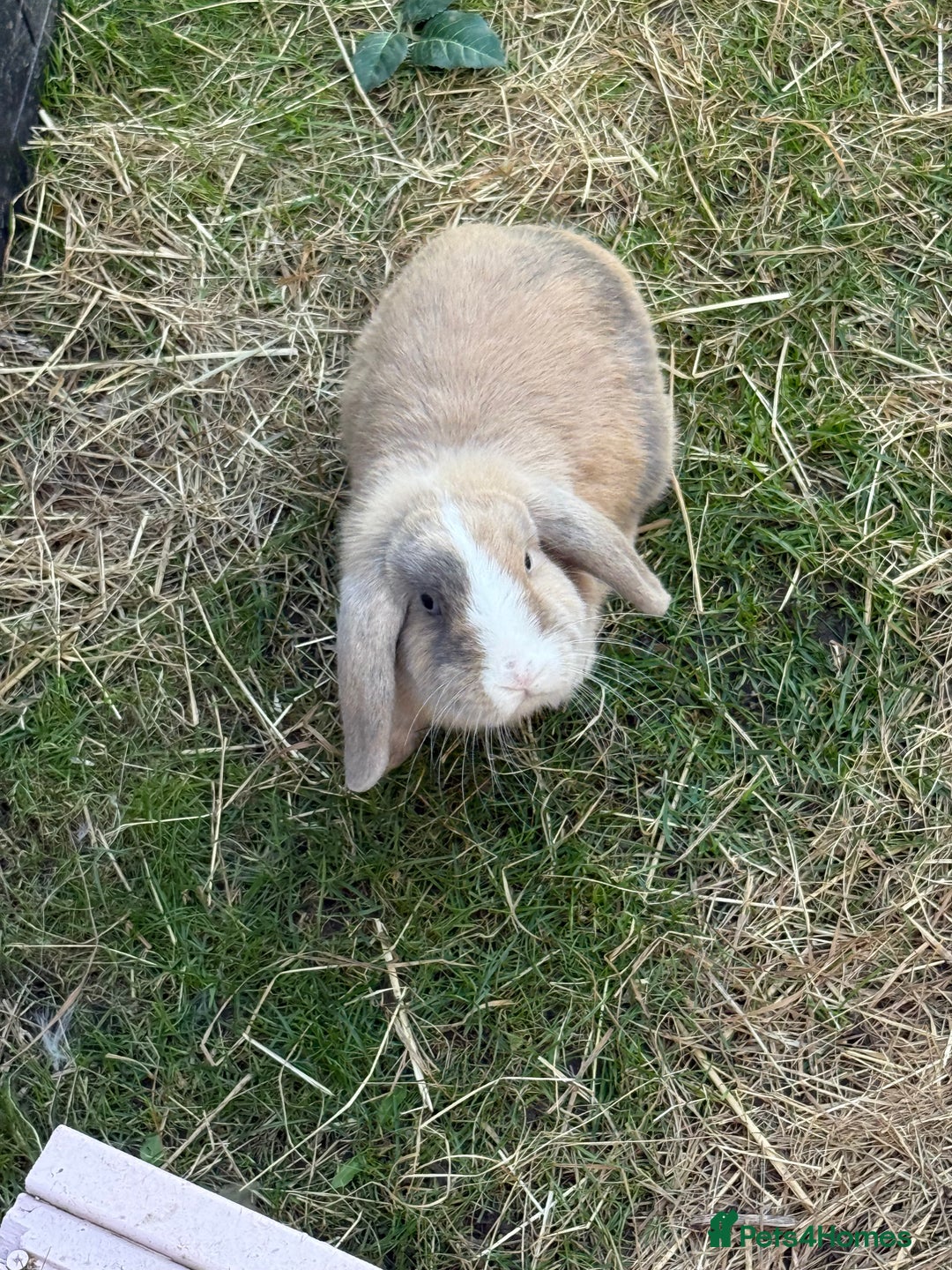 Mini Lop rabbits for sale: Beloved mini lops looking for new homes  - Image 4