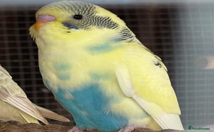Budgerigars birds - Advert 1
