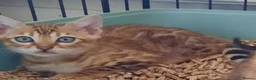 Bengal cats for sale: Stunning litter of brown rosetted Bengal cubs  - Advert 15
