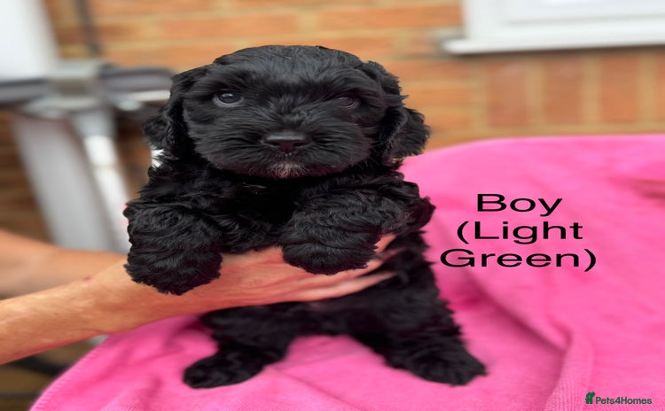 Cockapoo dogs - Advert 13