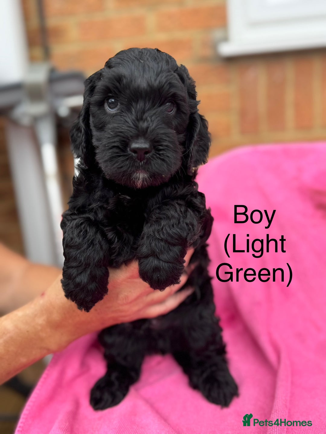 Cockapoo dogs for sale: Gorgeous Cockapoos for sale - Image 1