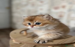 British Longhair cats for sale:  🌟Last British Longhair kitten available🌟 - Image 9