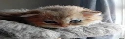 Scottish Fold cats for sale: Scottish Fold X Selkirk Rex  - Advert 17