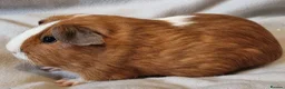Guinea Pig rodents for sale: Adoption - Bonded Pair Boar(Boy) Guinea Pigs - Advert 8