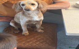 Cockapoo dogs for sale: Cockapoo  - Image 2