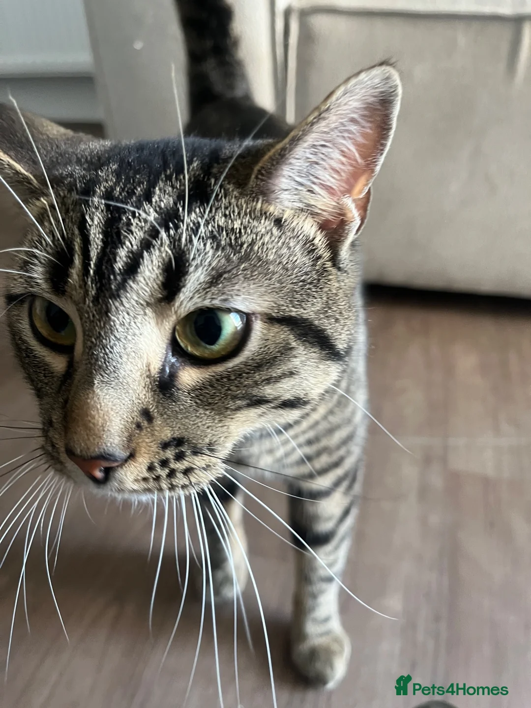 British Shorthair cats for sale: Tabby boy available  - Advert 17