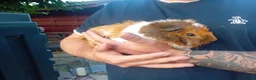 Guinea Pig rodents for sale: 🐹 Mixed Breed Guinea Pigs in Norwich - Advert 3