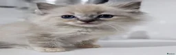Ragdoll cats for sale: Stunning ragdoll kittens - Advert 30