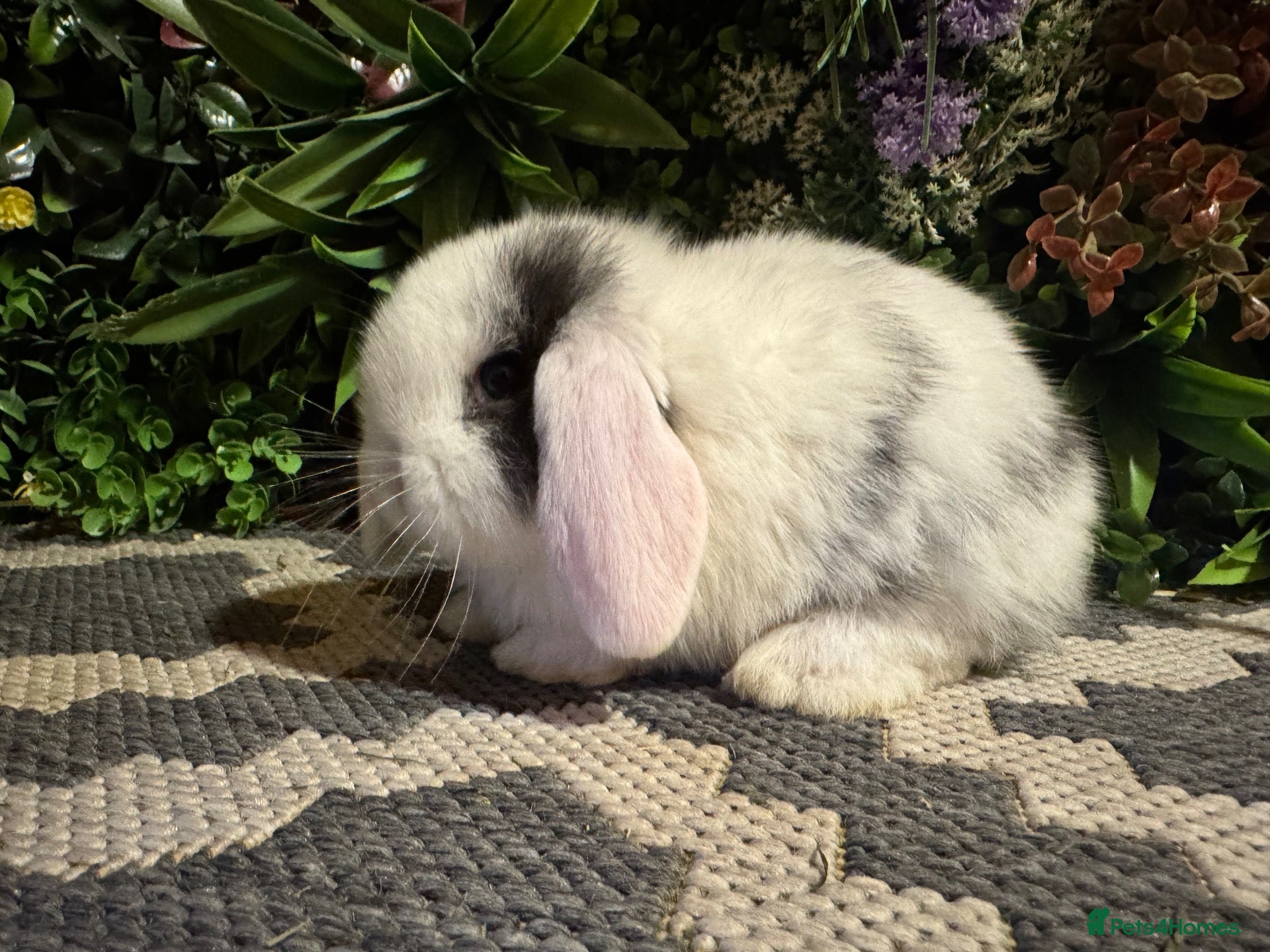 Mini Lop rabbits 🐰 PURE BREED MINI LOPS 🐰 - Advert 2