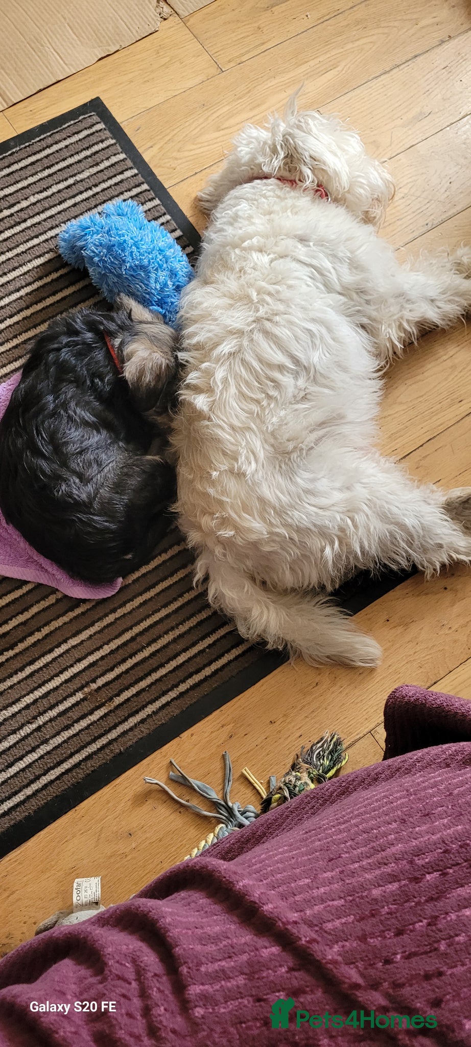 Schnoodle dogs LAST One, Very Handsome Schnoodle SchnauzerXpoodle - Advert 2