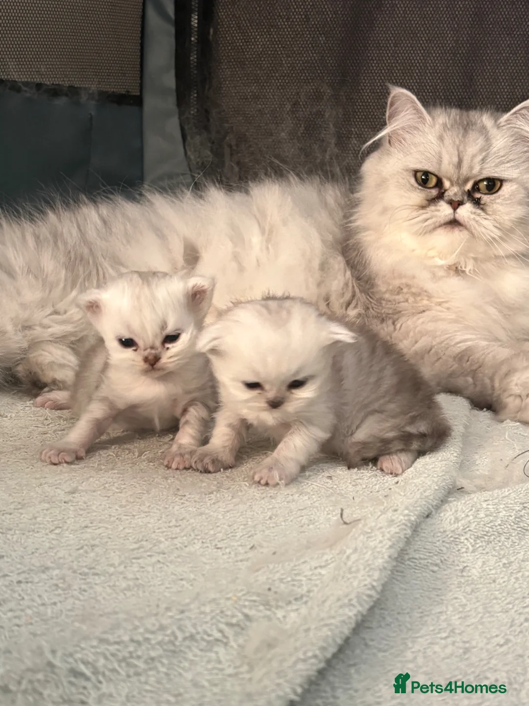 Persian cats for sale: Persian kittens *1 BOY AVAILABLE* - Advert 2