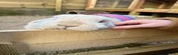 Dwarf Lop rabbits for sale: Lovely male outdoor dwarf lop in Ivybridge - Advert 3