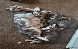 British Shorthair cats for sale: British Shorthair Kittens For Sale - Image 7