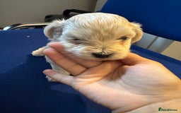 Maltese dogs for sale: Maltese puppies  - Image 11