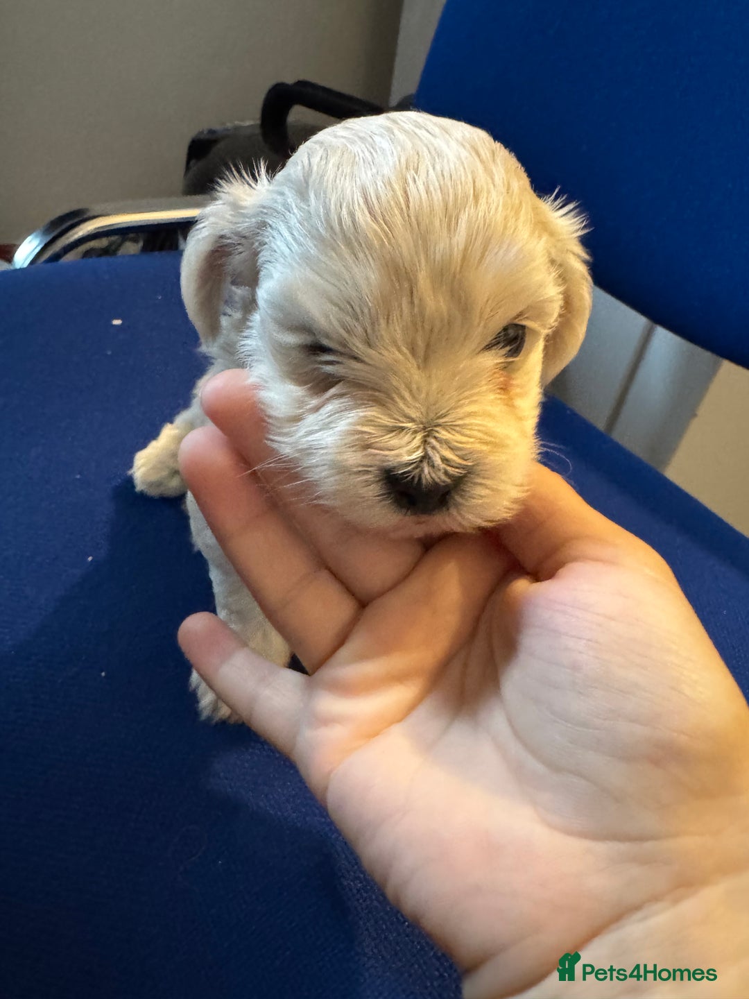 Maltese dogs for sale: Maltese puppies  - Image 11