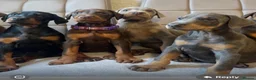 Dobermann dogs for stud: KC reg health tested Stud carries brown and dilute in Stockton-on-Tees - Advert 11