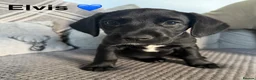 Mixed Breed dogs for sale: Labrador Puppies - Advert 3